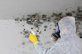 Trusted North Sea, NY Mold Inspection Experts